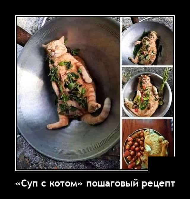 Суп с котом пошаговый рецепт