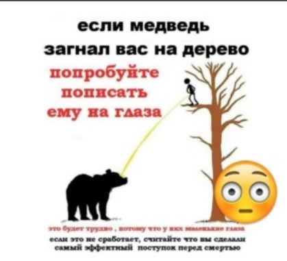 если медведь загнал не и дерево попробуйте поняв ть сиу пд аг мячЕ пінпШ щщшп