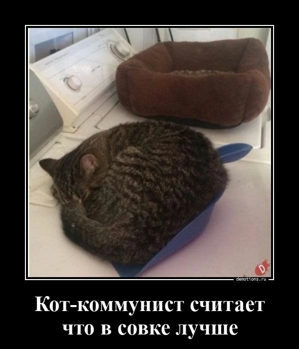Кот коммунист считает что в совке лучше