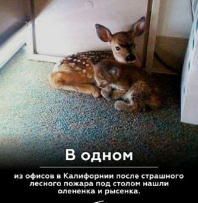 из ооци Кппифориии после стр шмот мсиего пахдр пвд полон ндшпи опоиеюц рынки