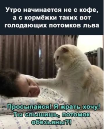 Утро начиидпся и с кофе кориёжки тпих вм гоподяющих потомков львя _ Просьппайса_Яжрать хочу _