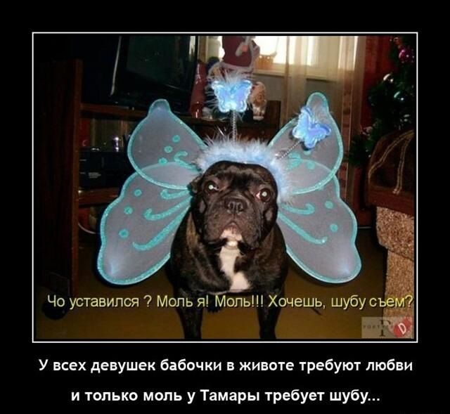 У всех девушек бабочки в животе требуют любви и только моль у Тамары требует шубу