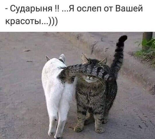 Сударыня Я ослеп от Вашей красоты