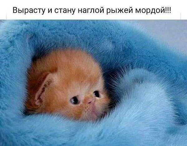 Вырасту и стану наглой рыжей мордой