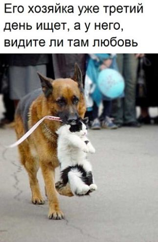 Его хозяйка уже третий день ищет а у него видите ли там любовь