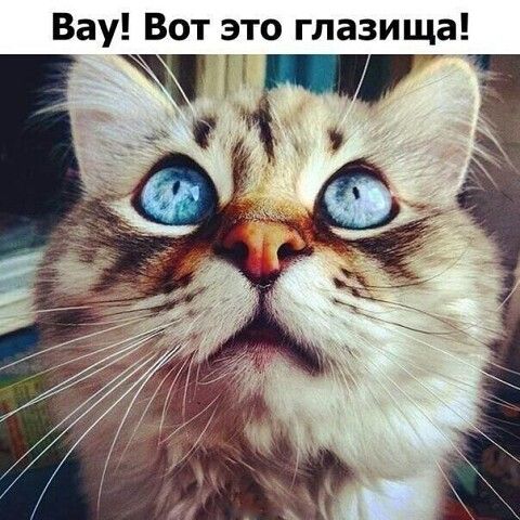 Вау Вот это глазища тгг