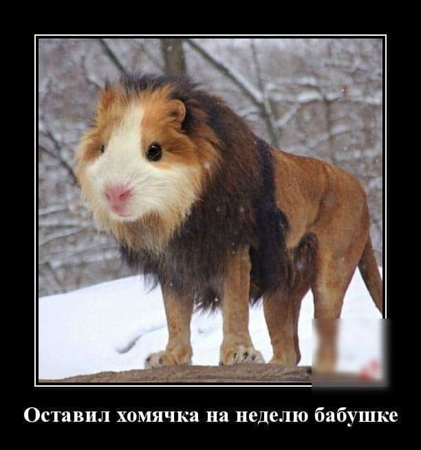 Оставил хомячка на неделю бабушке