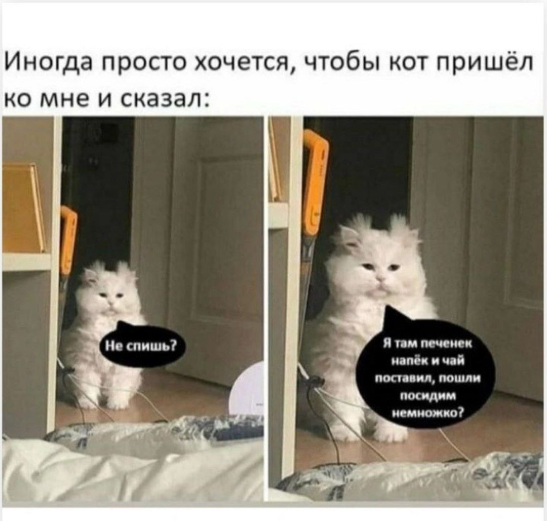 Иногда просто хочется чтобы кот пришёл ко мне и сказал Не спишь И там почеш и папе чай опции попили пшидим немножко