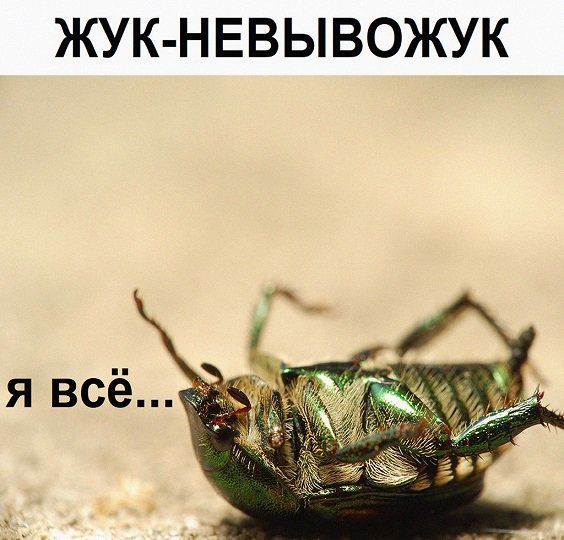 ЖУК НЕВЫВОЖУК