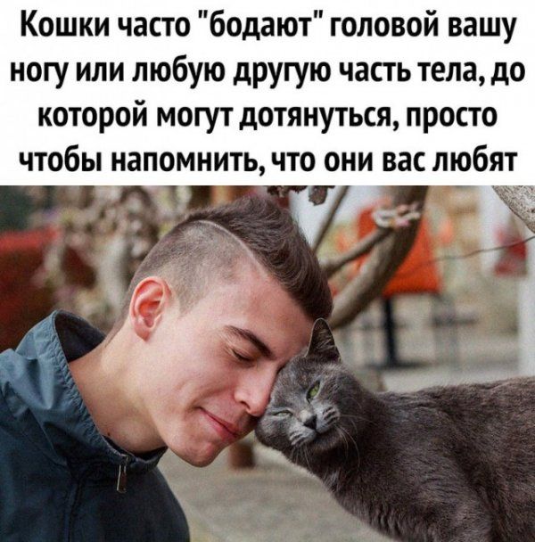 Кошки часто бодают головой вашу ногу или любую другую часть тела до которой могут дотянуться просто чтобы напомнить что они вас пюбят