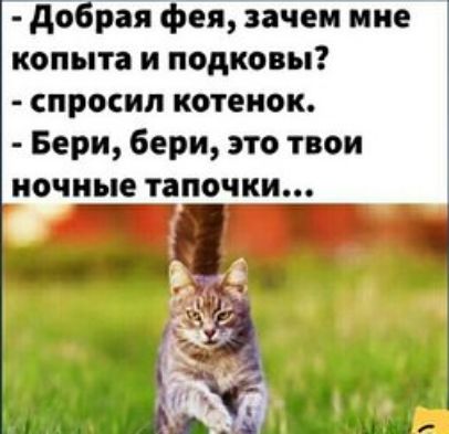 добрая фея зачем ние копыта и подковы спросил котенок Бери бери это твои ночные тапочки