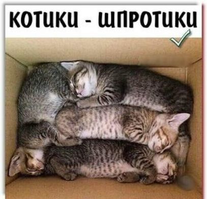 КОШКИ ШПРОШ КЦ