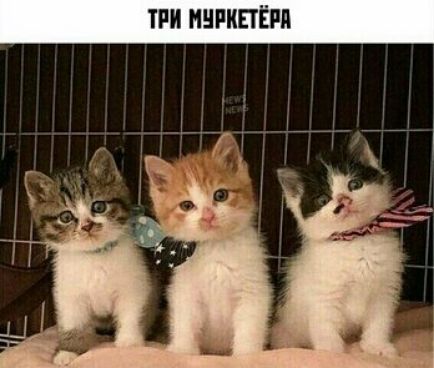 тии нипкпвпя