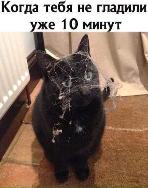 Когда тебя не гладили уж__е 10 мин т