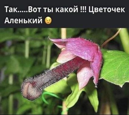 Так Вот ты какой Цветочек Аленький