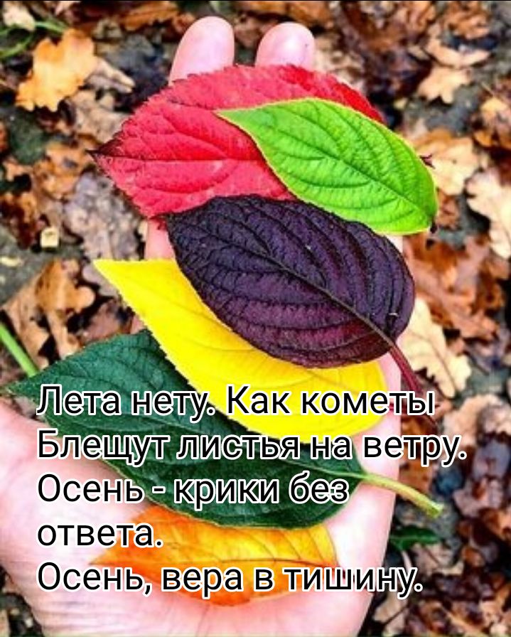 ящнавелру Осень юит И бе8