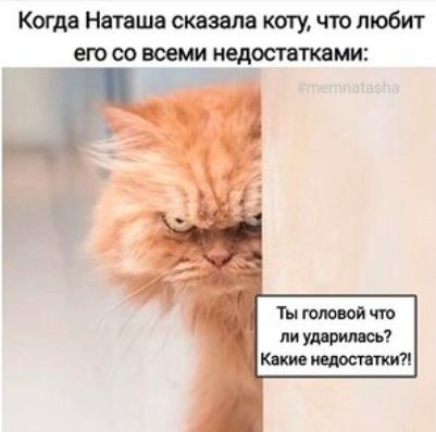 Когда Наташа сказала коту что любит ею оо норми недостатками
