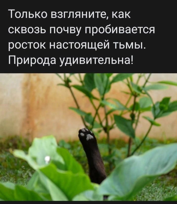 Только взгляните как сквозь почву пробивается росток настоящей тьмы Природа удивительна