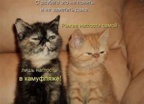 пишь нагп в камуфёёі