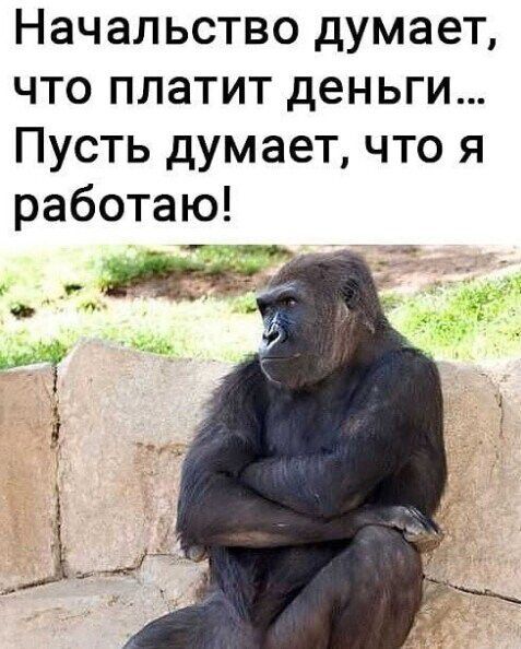 Начальство думает что платит деньги Пусть думает что я работаю