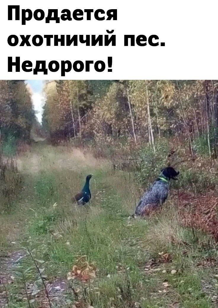 Продается охотничий пес Недорого _ И 1 _ м т д _ 8 С _