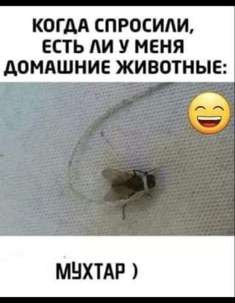 1101 3 КБсэ в п и КОГДА СПРОСИИ ЕСТЬ АИ У МЕНЯ ДОМАШНИЕ ЖИВОТНЫЕ МНХТАР