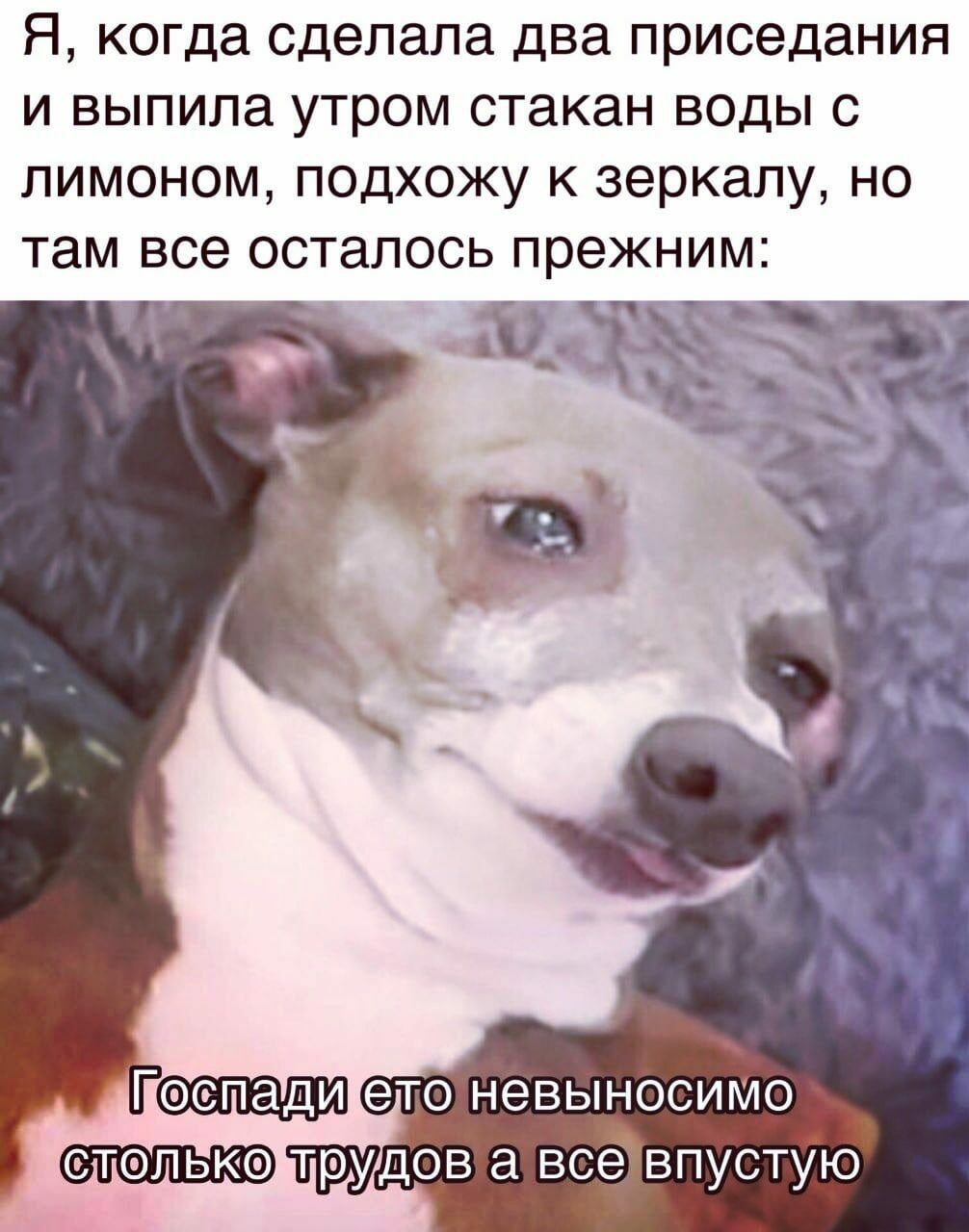 Я когда сделала два приседания и выпила утром стакан воды с лимоном подхожу к зеркалу но там все осталось прежним оспади ЭТО НЭВЫНОСИМО СТФЛЬКФ ДОВ а все ВПУСТУЮ