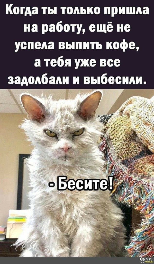 Когда ты только пришла на работу ещё не успела выпить кофе а тебя уже все ыбесили задолбали и в Г_