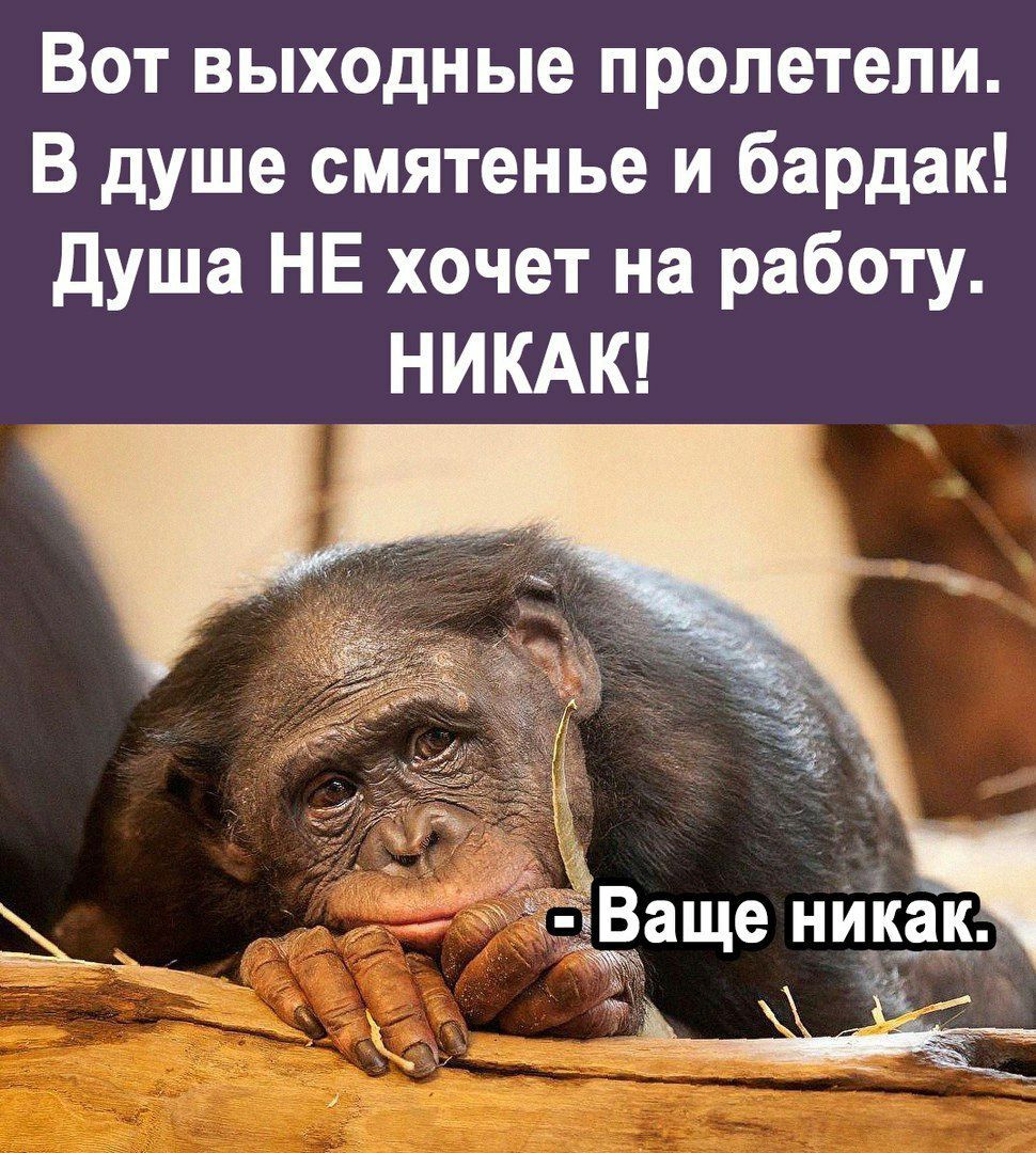 Вот выходные пролетели. В душе смятенье и бардак! Душа не хочет на работу. Никак!
