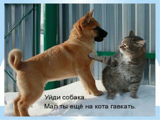 Уйди соба кг Мап ты еще на котя гавкать