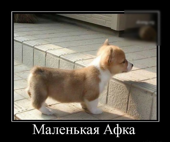 маленькая афка