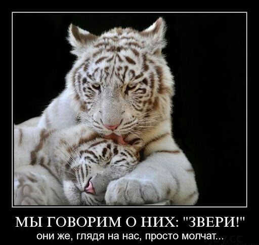 МЫ ГОВОРИМ О НИХ ЗВЕРИ ОНИ же ГЛЯДЯ на нас ПРОСТО молчат