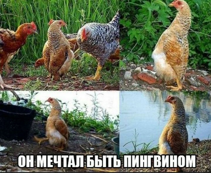 ондЩШпдытБ пингвъшои