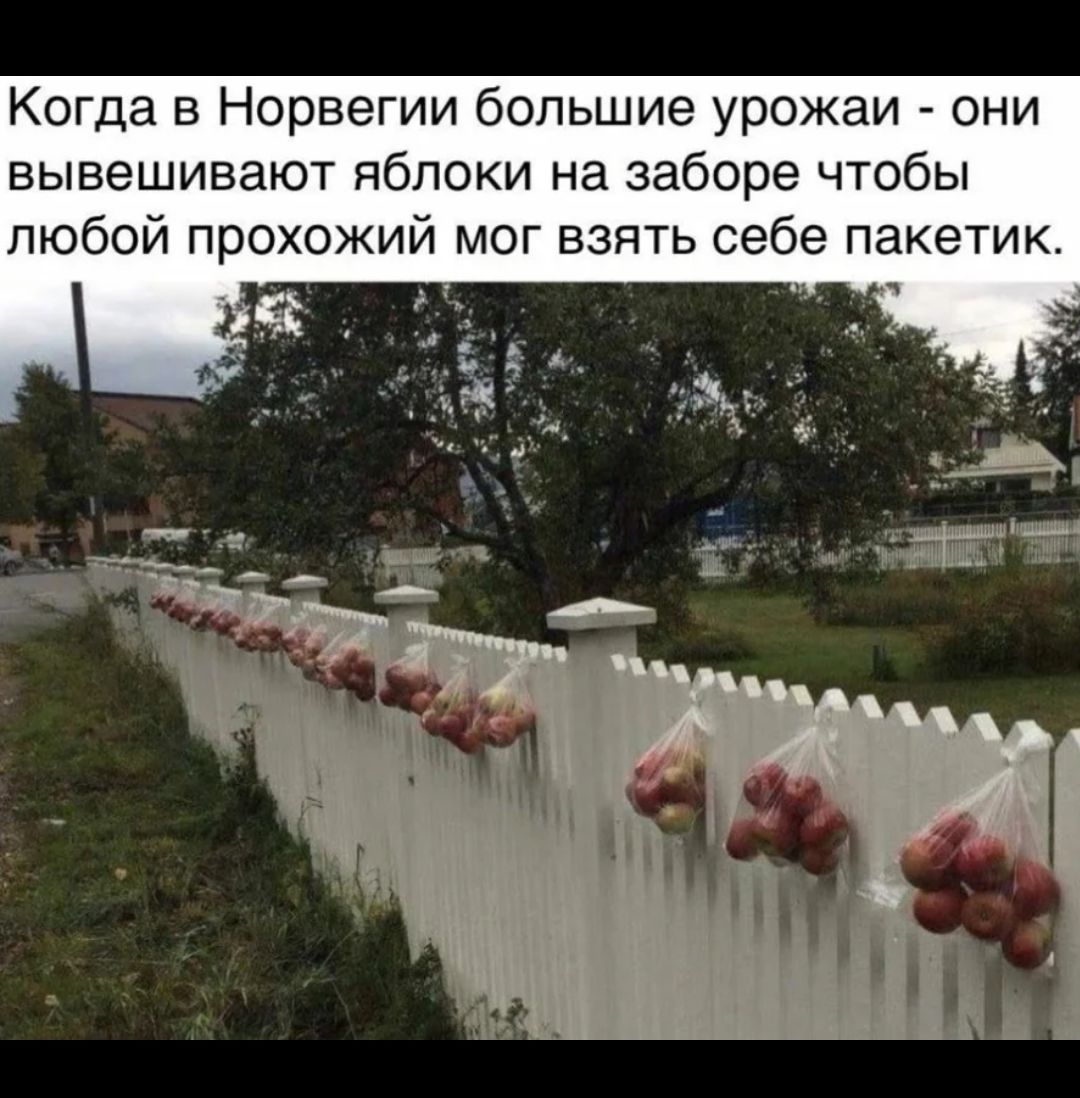 Когда в Норвегии большие урожаи они вывешивают яблоки на заборе чтобы любой прохожий мог взять себе пакетик 17 93