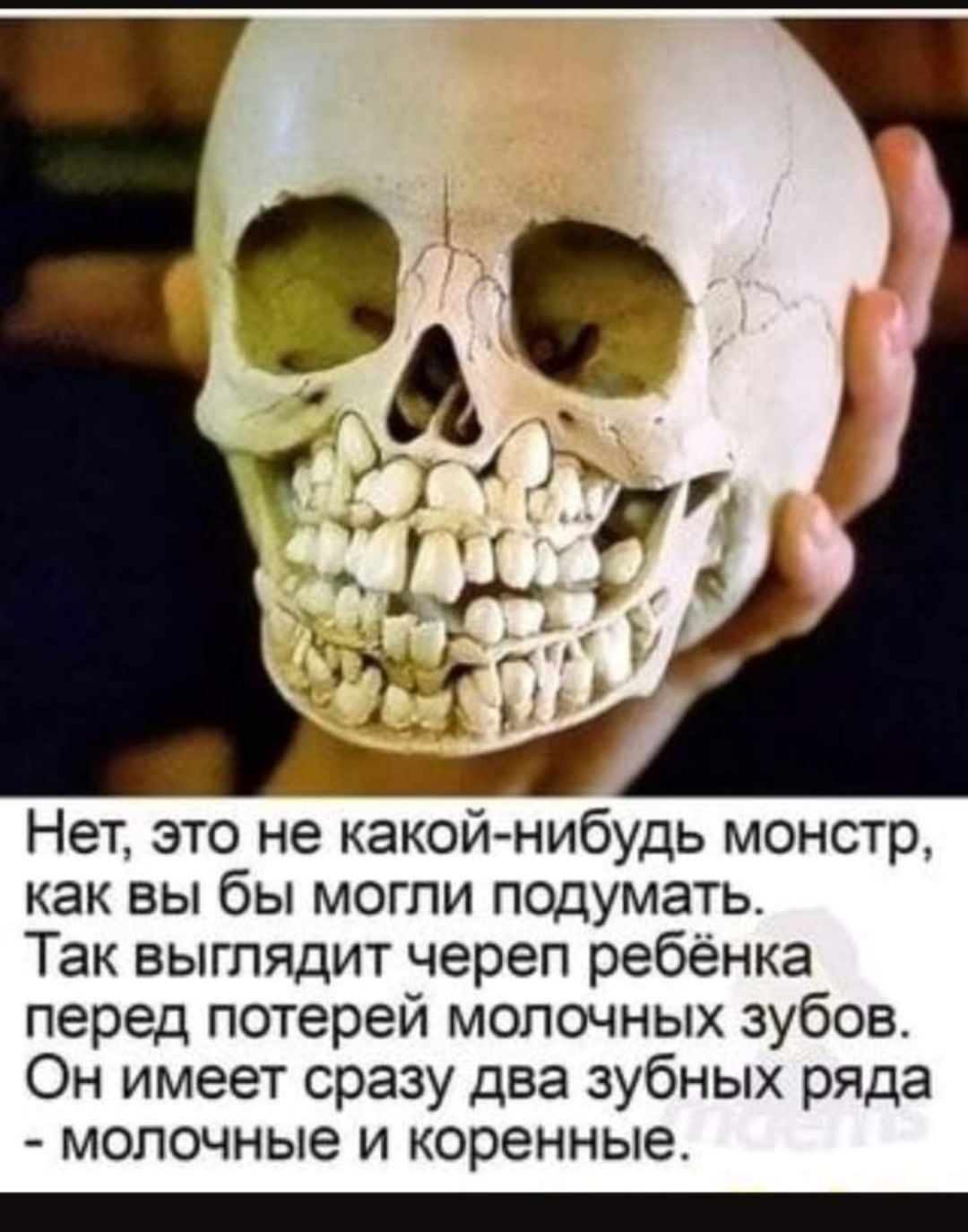 Нет это не какой нибудь монстр как вы бы могли подумать Так выглядит череп ребёнка перед потерей молочных зубов Он имеет сразу два зубных ряда молочные и коренные