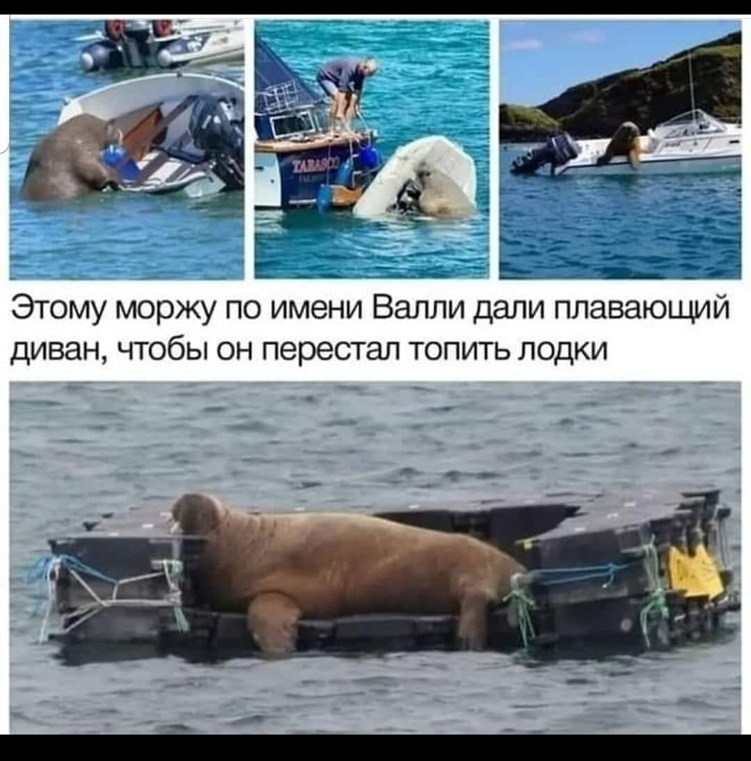 Ос этому моржу по имени валли дали плавающий диван, чтобы он перестал топить лодки