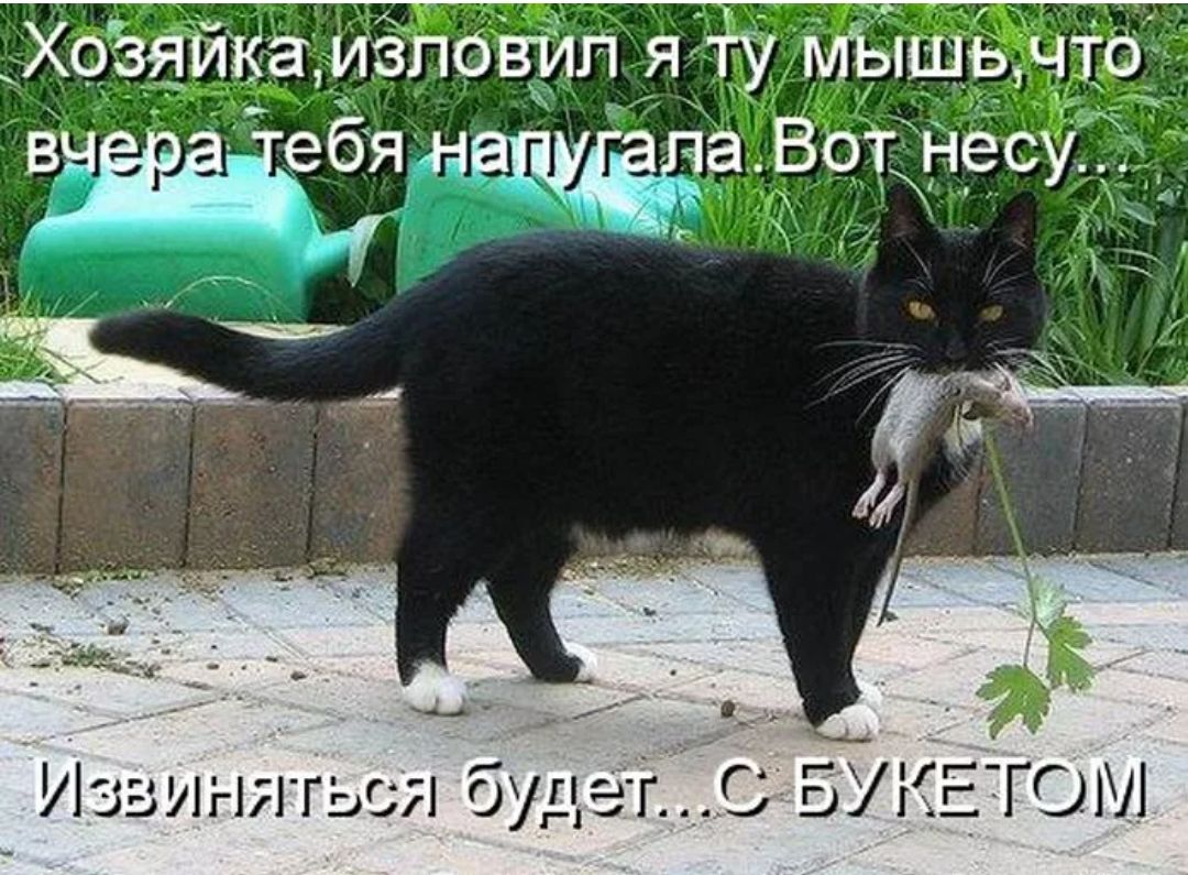 Хозяйка изловил я ту мышь что. Жбя напупа вот: несу з