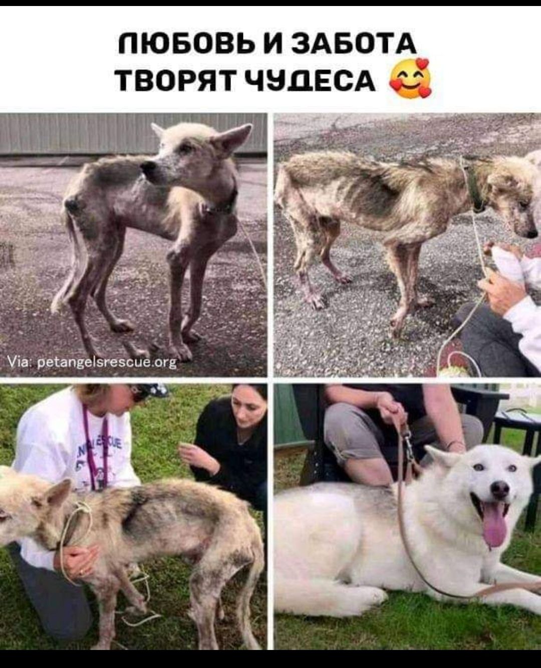 ЛЮБОВЬ И ЗАБОТА ТВОРЯТ ЧЗЦЕСА 1