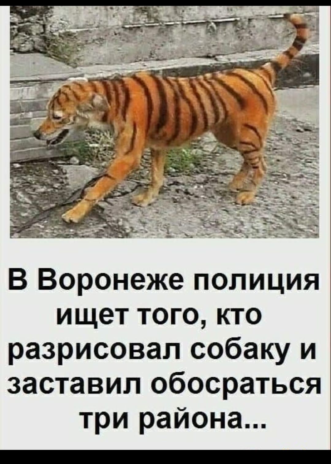 В Воронеже полиция ищет того кто разрисовап собаку и заставил обосраться три района