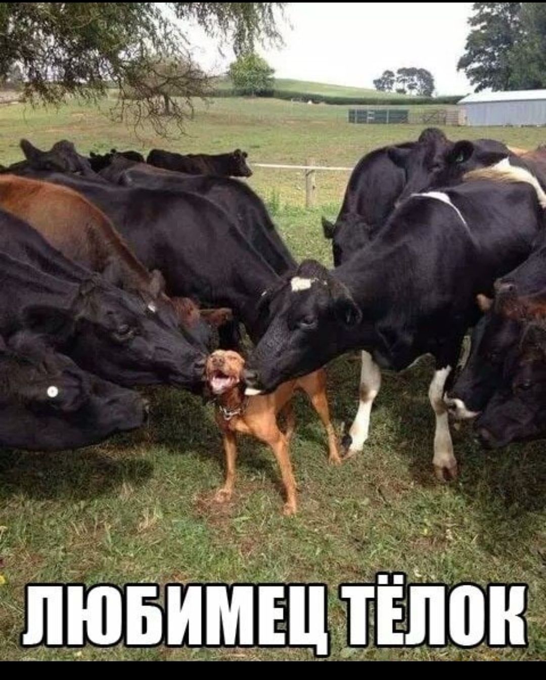 пп д