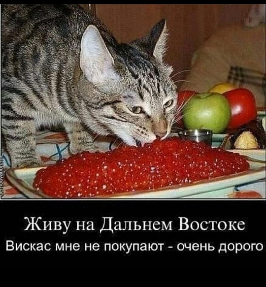 Живу на Дальнем Востоке ВИСКЗС мне не покупают ОЧЗНЬ ДОРОГО
