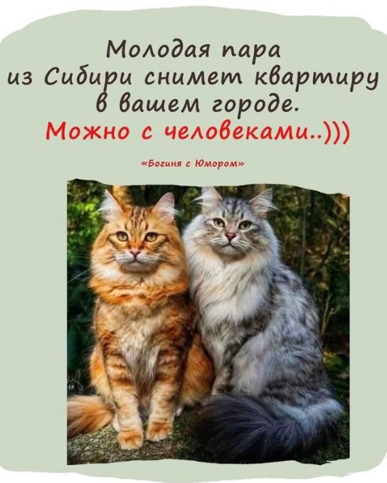 МОАодая пара из Сибмам снимет квартиру бащем городе