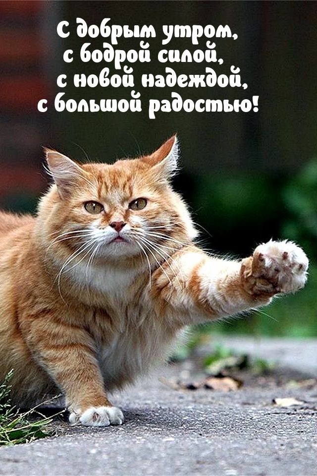 С добрым утром бодрой сапой новой надеждой бопьшоіі радостью