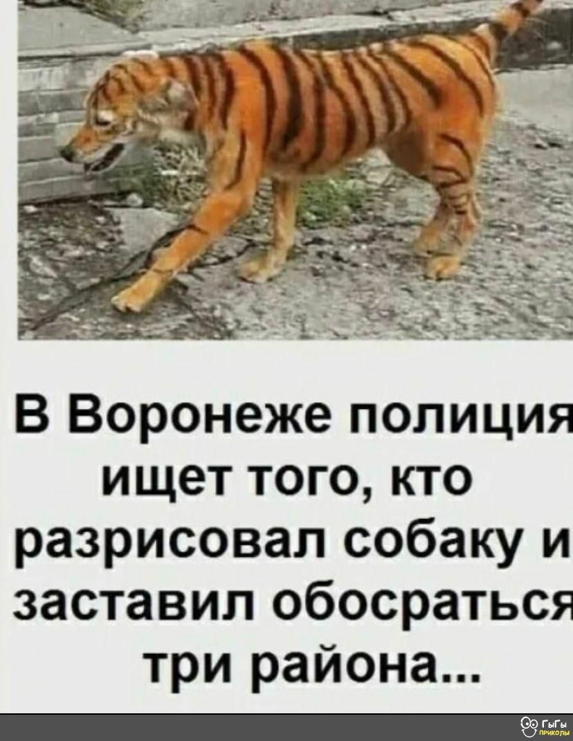 В Воронеже полиция ищет того кто разрисовал собаку и заставил обосраться три района сё за