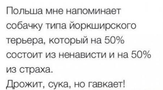 Польша мне напоминает собачку типа йоркширского терьера который на 50 состоит из ненависти и на 50 из страха Дрожит сука но гавкает