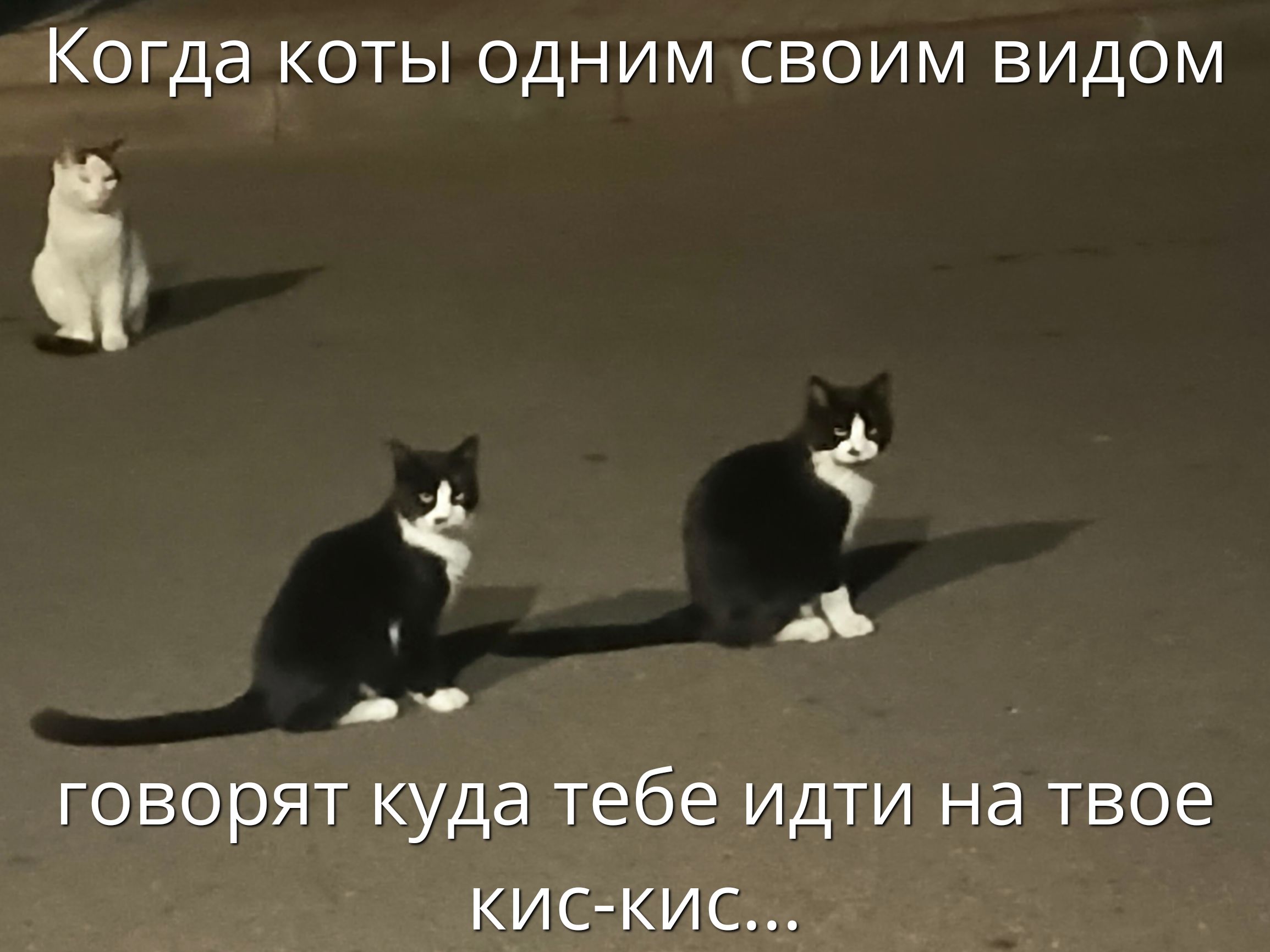 Когда коты одним своим видом говорят куда тебе идти на твое кис-кис...