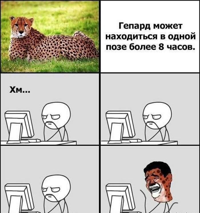 Гепард может находиться в одной