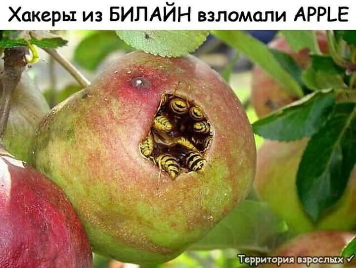 Хакеры из бипаин взломали арре у  территория взрослых