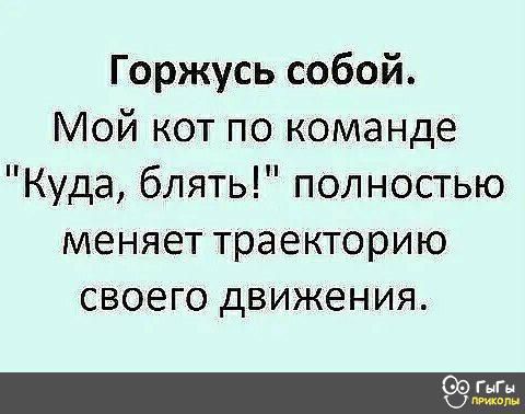 Горжусь собой Мой кот по команде Куда блять полностью меняет траекторию своего движения ГнГн