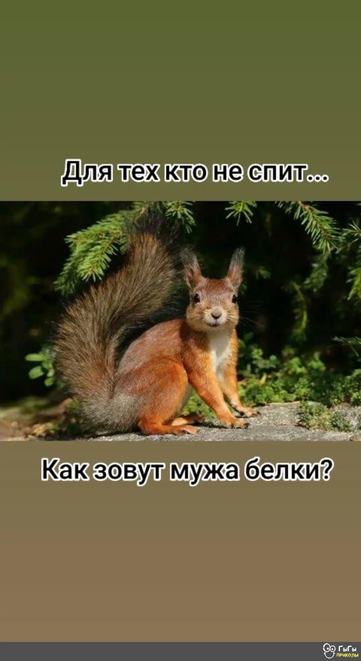 для тех кто не спит Как зовут мужа белки